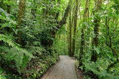 Monteverde Cloud Forrest 
